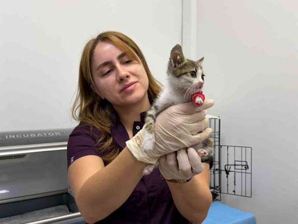 Bandırma'da şiddete uğrayan yavru kedi tedavi altına alındı