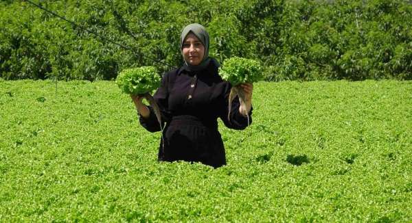 Erzincan'da marul hasadı başladı