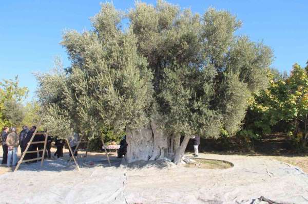 Mersin'de bin 300 yıllık zeytin ağacından hasat yapıldı