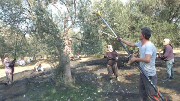 Balıkesir'de makineli hasat zeytinde verimi artırıyor