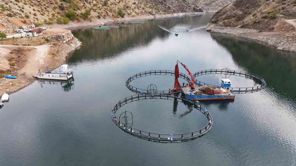 Diyarbakır'da 500 ton kapasiteli tesisten dünyaya 'Mezopotamya somonu' gönderilecek
