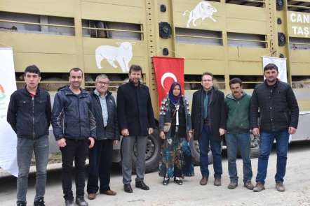 Pazarlar'da 5 genç çiftçiye damızlık koyun