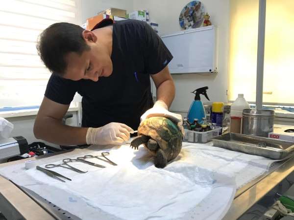 Otomobilin ezdiği kaplumbağadan güzel haber