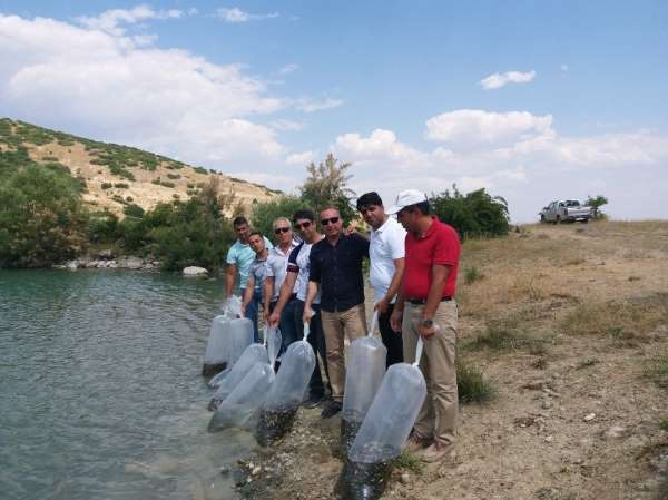 Tunceli'de gölete 50 bin pullu sazan yavrusu bırakıldı 