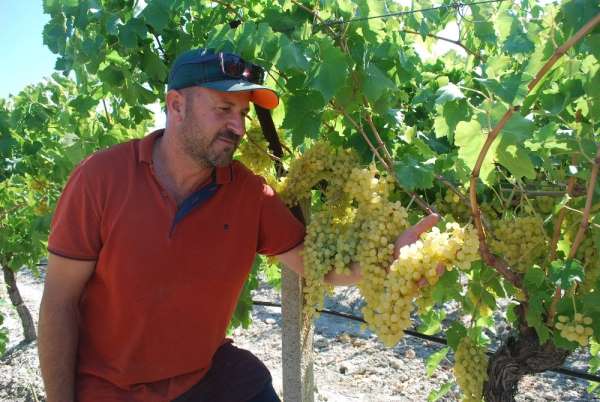 Sultaniye üzümde hasat zamanı, üreticiden 12 lira fiyat beklentisi 