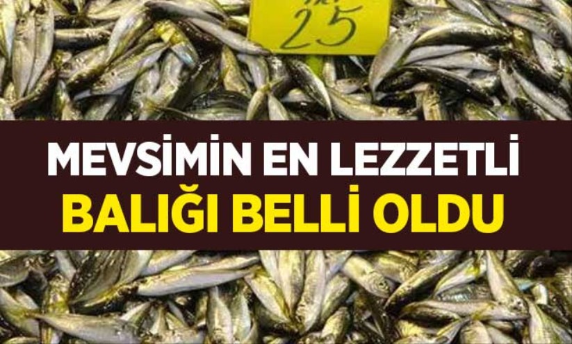 Mevsimin en lezzetli balığı belli oldu
