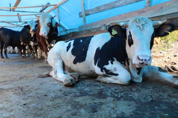 Zonguldak'taki hayvansal üretim istatistikleri açıklandı