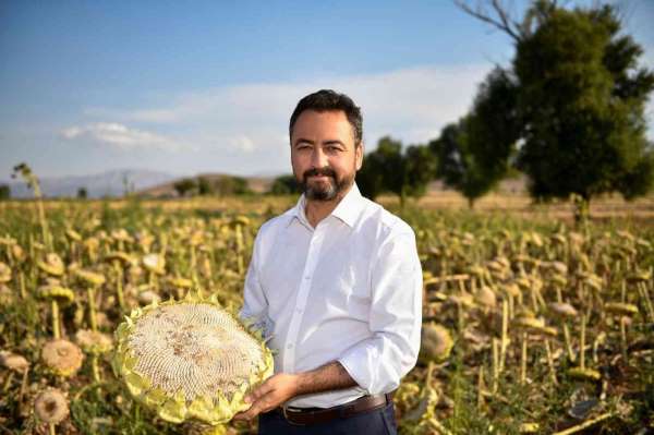 Elbistan'da 19 bin ton ayçiçeği üretiliyor