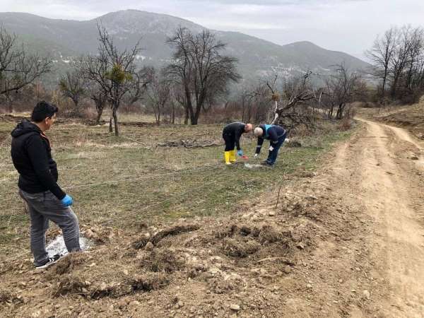 Emet'te 'Küreci' cinsi elma üretimi artacak