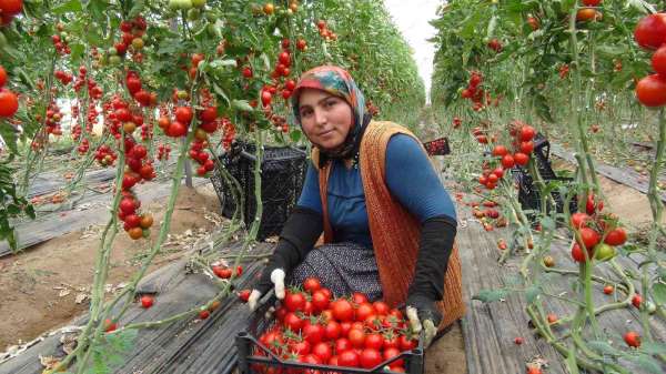 Mersin'de örtü altı domates tarlada 1650 TL'den alıcı buluyor - Mersin haber