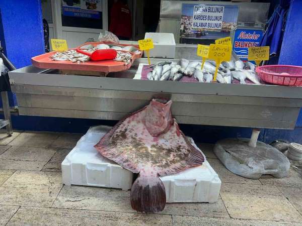 Sinop'ta dev kalkan balığı 11 bin 500 lira