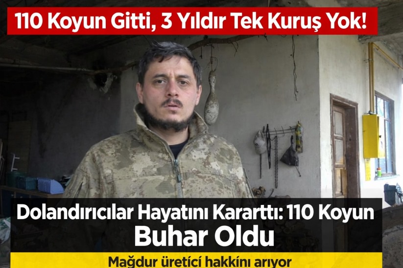 110 koyun gitti, 3 yıldır para yok: Dolandırıcılar hayatını kararttı