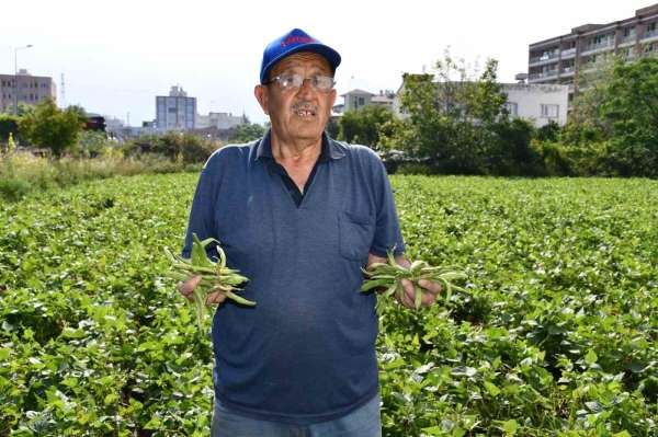 Hatay'da açık alanda yetiştirilen taze fasulye hasadı başladı