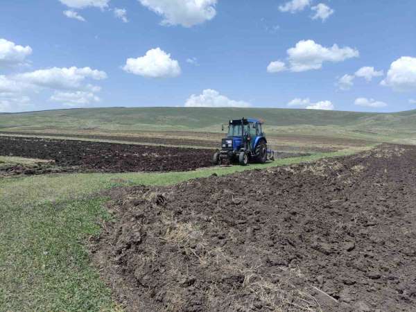 Ardahan'da ata tohumu buğday ve arpa tohumları toprakla buluşturuluyor