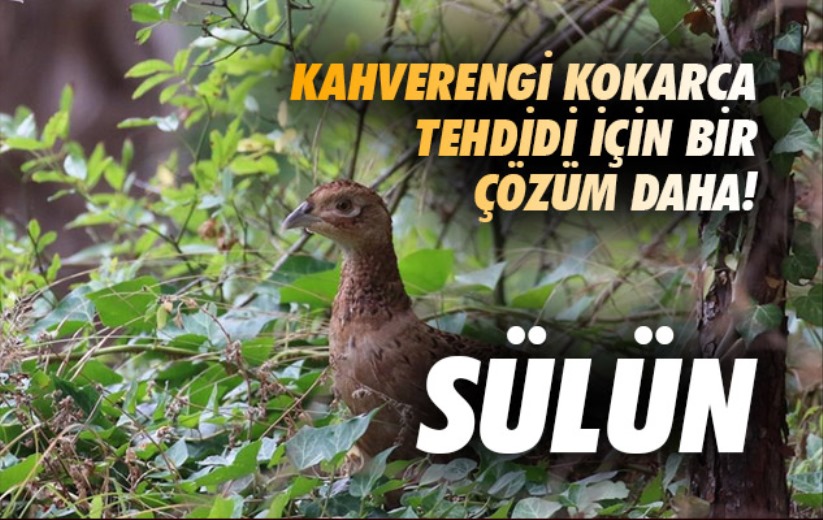 Kahverengi kokarcaya karşı sülün