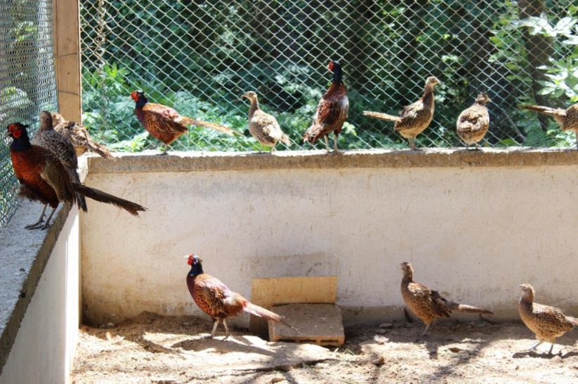 Kahverengi kokarcaya karşı sülün