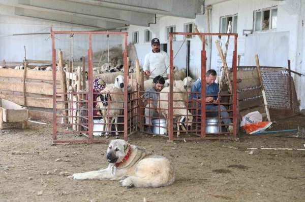 Elazığ'da 2024 yılında küçükbaş hayvancılığa 41 milyon lira destek sağlandı