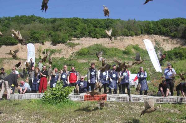 Ordu'da kokarcaya karşı sülün