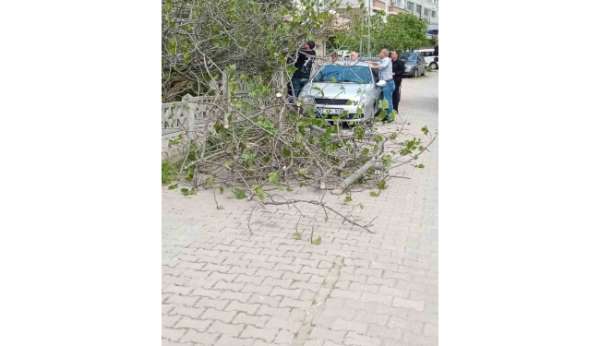 Sinop'ta incir ağacı otomobilin üstüne devrildi