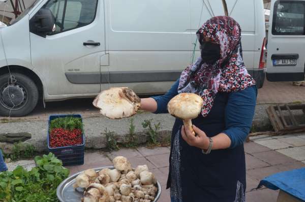 Ormandan topladıkları mantarı kazanca dönüştürdüler