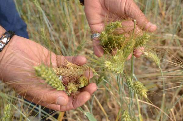 Ekilmeyen tarım arazileri ata tohumuyla yeşerdi - Antalya haber