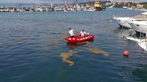 Sinop'ta deniz yüzeyinde oluşan kirlilik temizleniyor - Sinop haber