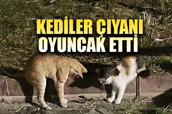 Kedilerin çıyanla tehlikeli oyunu
