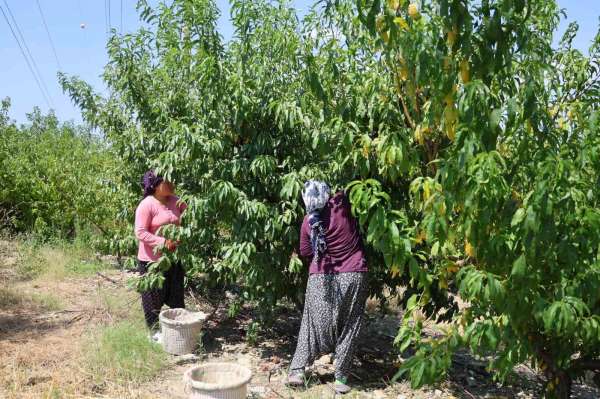 Adana'da şeftali hasadı başladı: Don vuran bahçelerde rekolte düştü