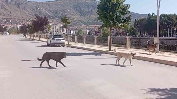 Amasya sokaklarında halkı korkutan 'köpek çetesi'