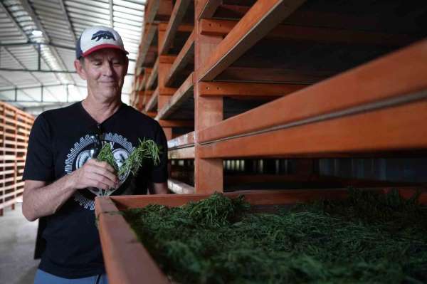 Coğrafi işaretli Bayburt tarhununa Amerika'dan talip çıktı;: Yetiştirilen bütün tarhunlar Amerika'ya ihraç edi