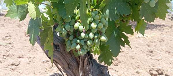 Horoz karası üzümünde kara yıl