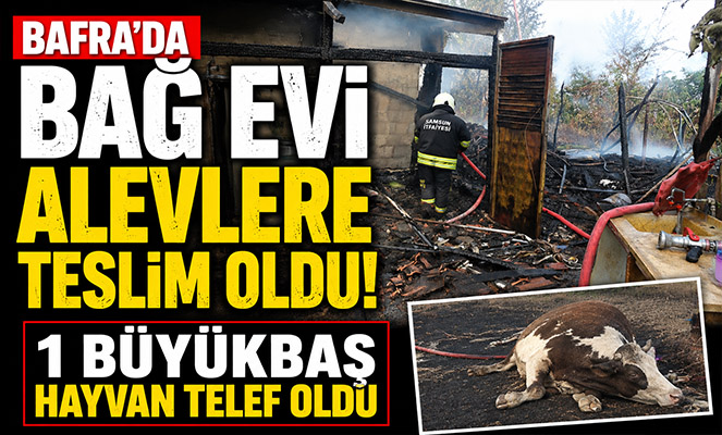 Bafra'da bağ evi alevlere teslim oldu: 1 büyükbaş hayvan telef oldu