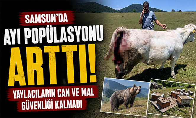 Kovalı Yaylası'nda ayı alarmı: Üreticiler yetkililere seslendi