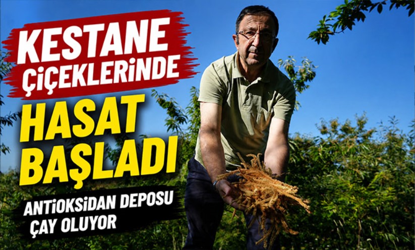 Kestane çiçeklerinde hasat başladı: Antioksidan deposu çay oluyor