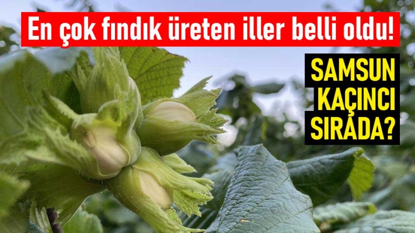 En çok fındık üreten iller belli oldu! Samsun kaçıncı sırada?