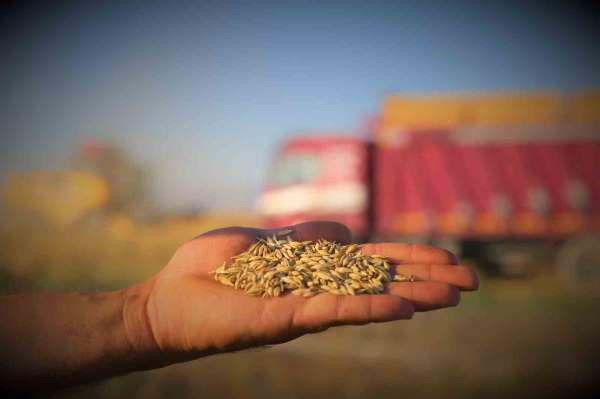 Konya Ovası'ndaki buğday hasadında 2 milyon 400 bin rekolte