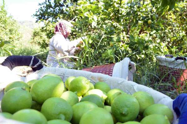 Muğla'da limon üretiminde yüzde 222 artış bekleniyor