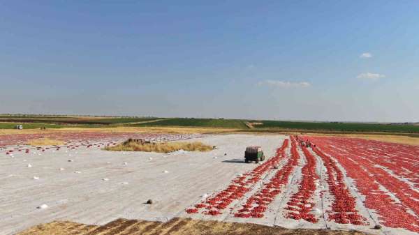 Siverek'te üretilen kurutmalık domatesler Avrupa'ya ihraç ediliyor