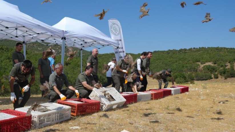 Kenelere karşı mücadele sürüyor: 1 milyona yakın keklik doğaya salındı