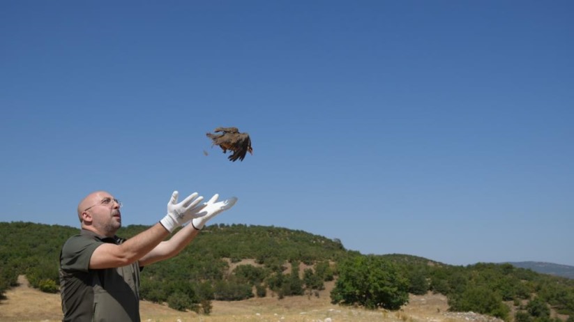 Kenelere karşı mücadele sürüyor: 1 milyona yakın keklik doğaya salındı