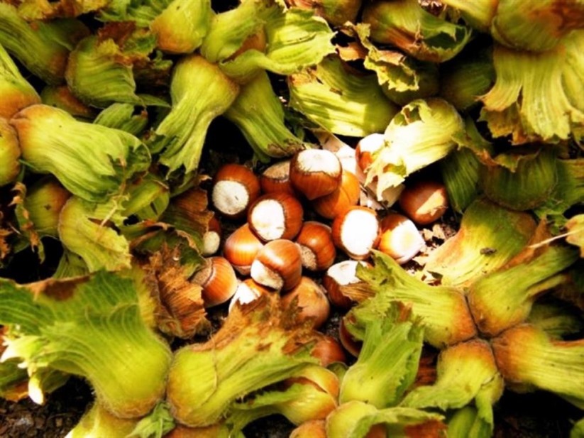 Samsun'da fındık hasadı başladı: File yöntemi maliyeti düşürüyor, kaliteyi artırıyor