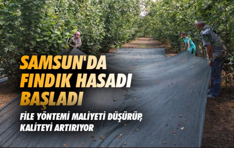 Samsun'da fındık hasadı başladı: File yöntemi maliyeti düşürüyor, kaliteyi artırıyor
