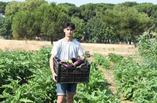 Gazi Tarım'da hasat zamanı