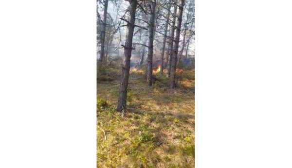 Sinop'ta orman yangını: Köy tahliye edildi