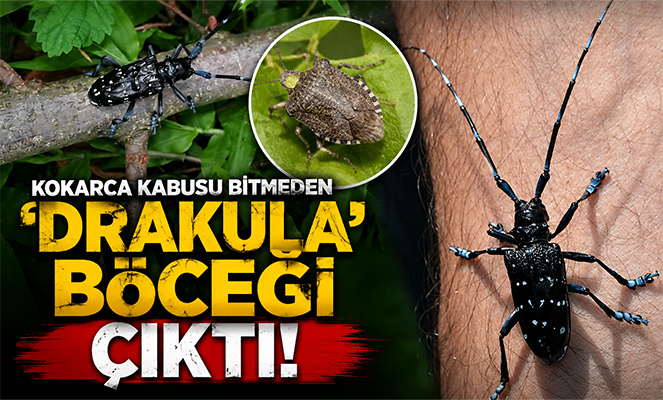 Kokarca kabusu bitmeden 'Drakula' böceği çıktı