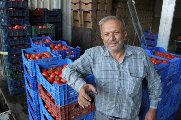 Antalya'da domates ve biber üreticisinde Rusya sevinci