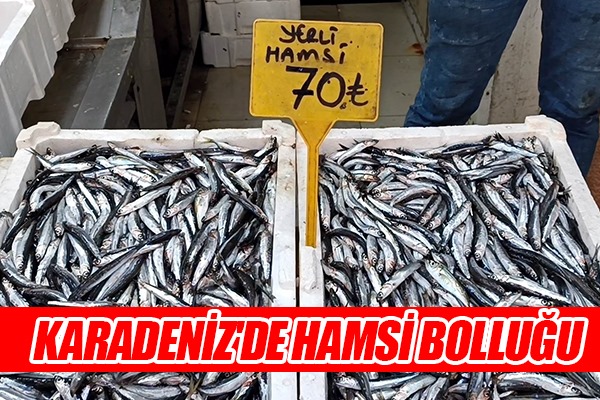 Karadeniz'de hamsi bolluğu