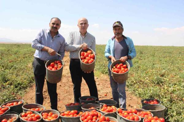 Karaman'da salçalık domates ve biber hasadı başladı
