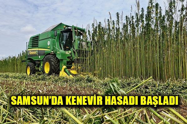 Samsun'da kenevir hasadı başladı