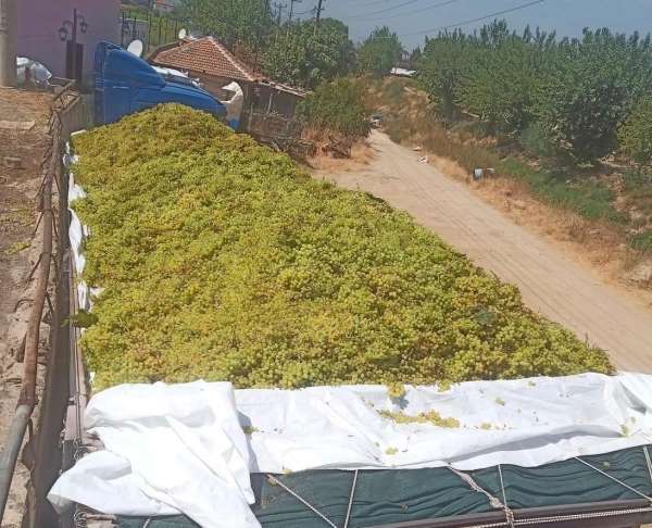 Sarıgöl'de şaraplık üzüm alımları sürüyor